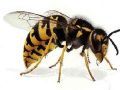 Mơ thấy ong – Khám phá điềm báo và số đề của giấc mơ thấy ong