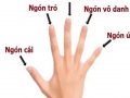 Xem tướng ngón tay, đoán biết vận mệnh, tính cách con người