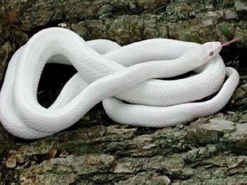 Nằm mơ thấy rắn trắng đánh số đề con gì ? là điềm báo gì ?