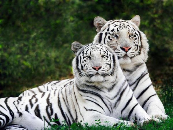 Mơ thấy hổ màu trắng may hay rủi, đánh con gì dễ trúng thưởng?