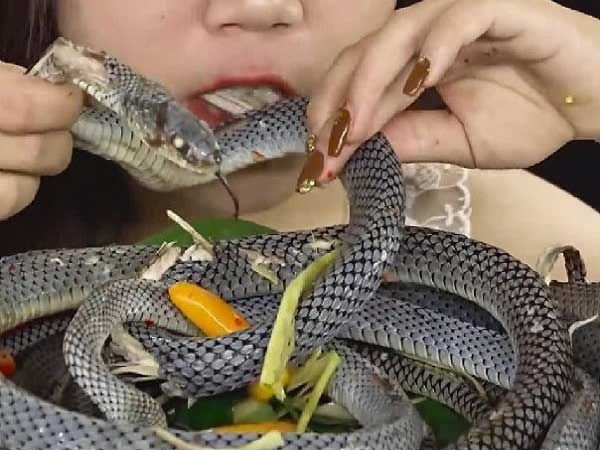 Mơ thấy ăn thịt rắn là điềm tốt hay xấu? đánh con gì?