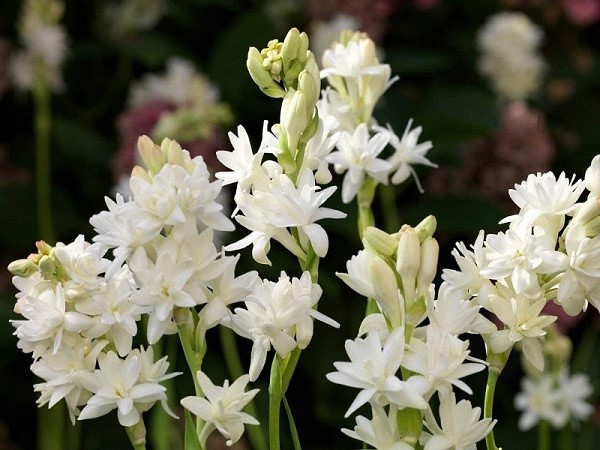 Gợi ý con số may mắn theo từng hoàn cảnh mơ thấy hoa huệ trắng