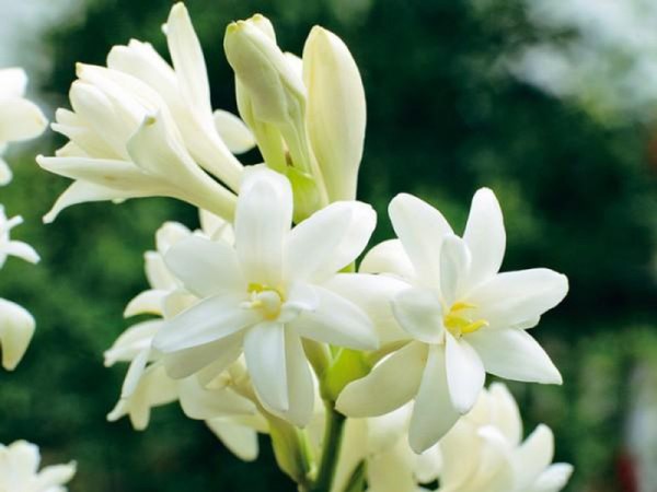 Giấc mơ về hoa huệ trắng thông điệp dấu hiệu phúc lành