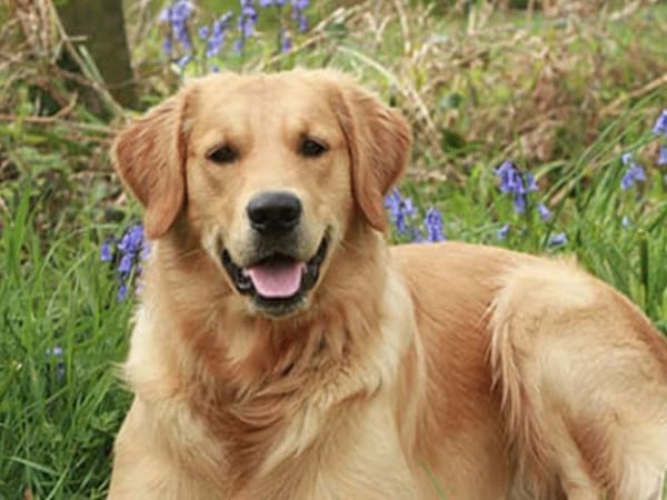 Nằm mơ thấy chó vàng tiết lộ điềm báo gì trong cuộc sống