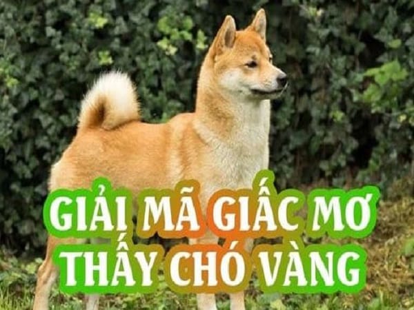 Mơ thấy chó vàng là điềm gì?