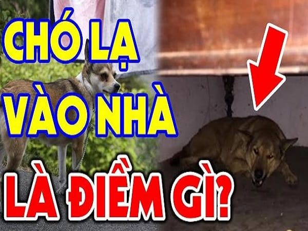 Nằm mơ thấy chó vào nhà là điềm gì