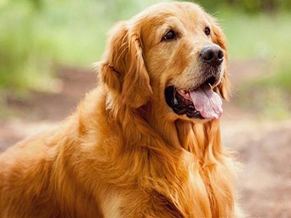 Nằm mơ thấy chó vàng tiết lộ điềm báo gì trong cuộc sống