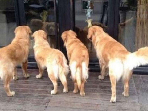 Nằm mơ thấy chó vào nhà điềm báo gì về thay đổi sắp tới