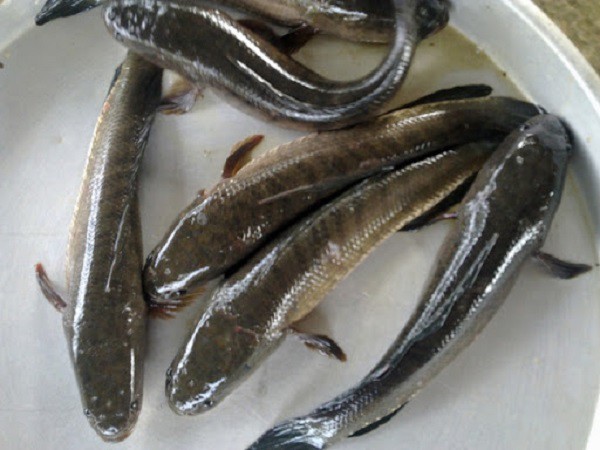 Lý giải bí ẩn nằm mơ thấy cá lóc là điềm gì, hên hay xui?