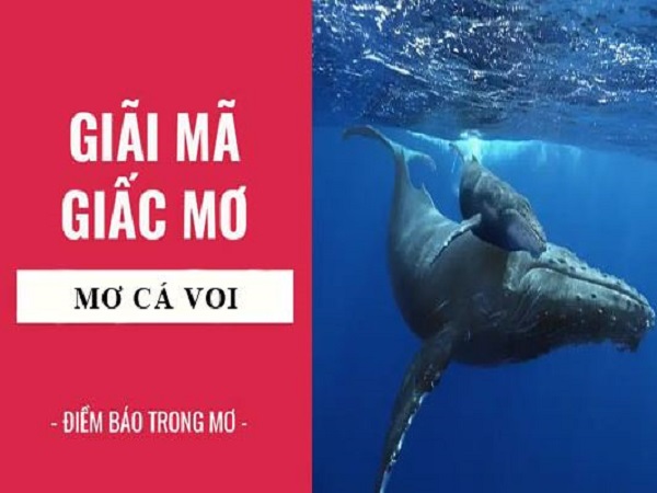 Nằm mơ thấy cá voi là điềm gì? Luận điềm báo tốt xấu?