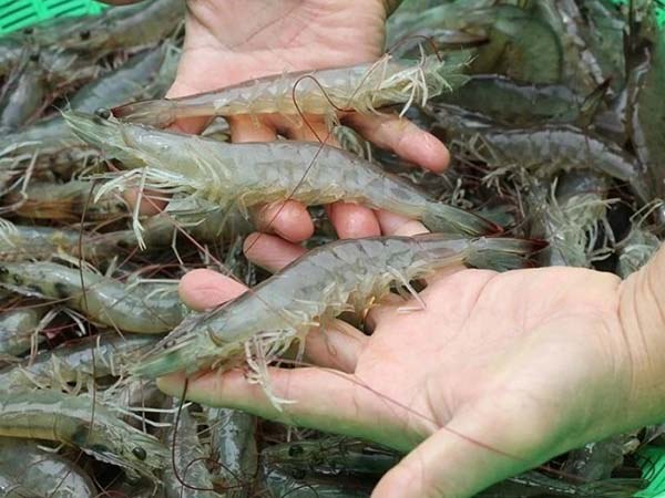 Nằm mơ thấy mua tôm có điềm gì, tốt hay xấu?