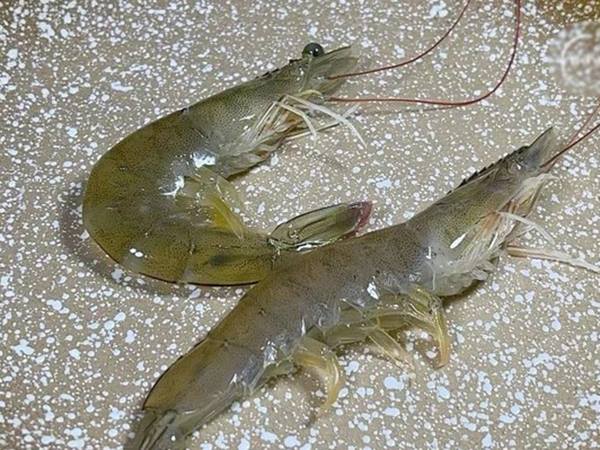 Nằm mơ thấy mua tôm có điềm gì, tốt hay xấu?