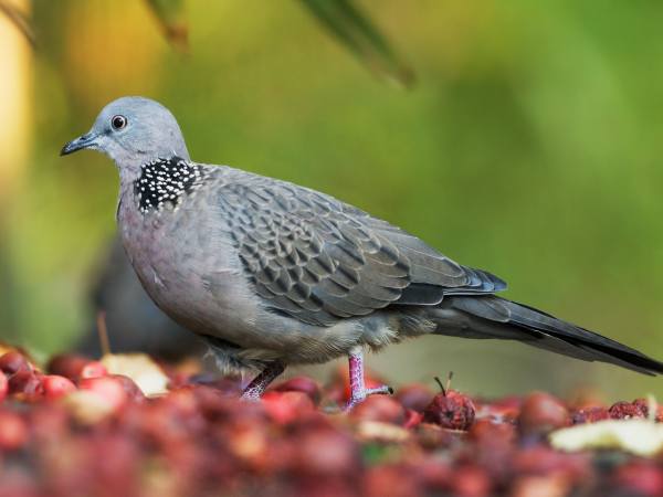 Khám phá ý nghĩa giấc mơ thấy chim cu gáy là điềm gì?