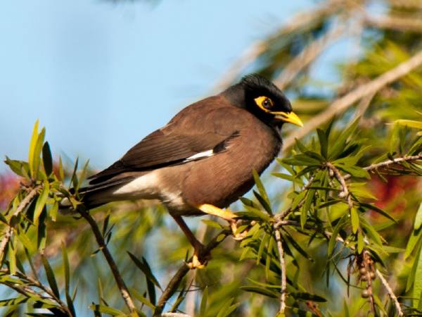 Tìm hiểu nằm mơ thấy chim sáo là điềm gì, con số gì hên?