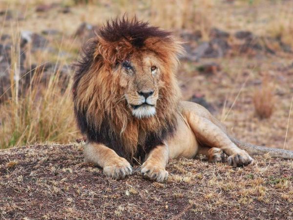 Nằm mơ thấy sư tử có điềm gì có số gì may mắn tài lộc Nằm mơ thấy sư tử có điềm gì có số gì may mắn tài lộc