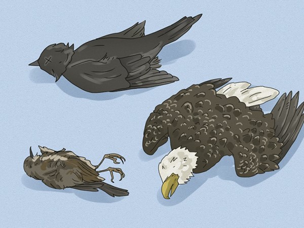 Ngủ mơ thấy chim chết là điềm gì, số gì giải vận?