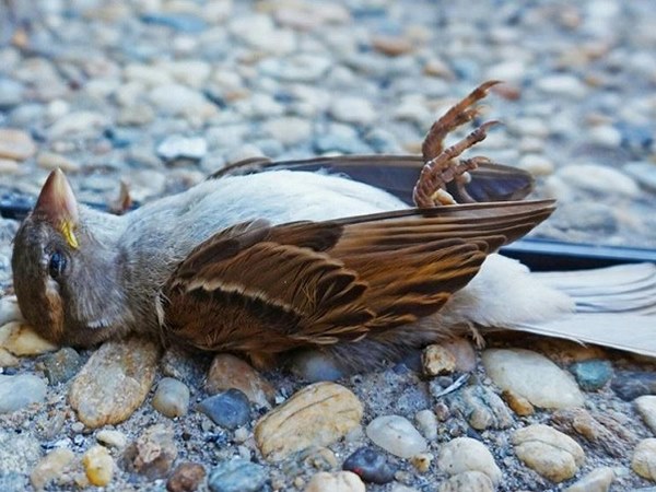 Ngủ mơ thấy chim chết là điềm gì, số gì giải vận?